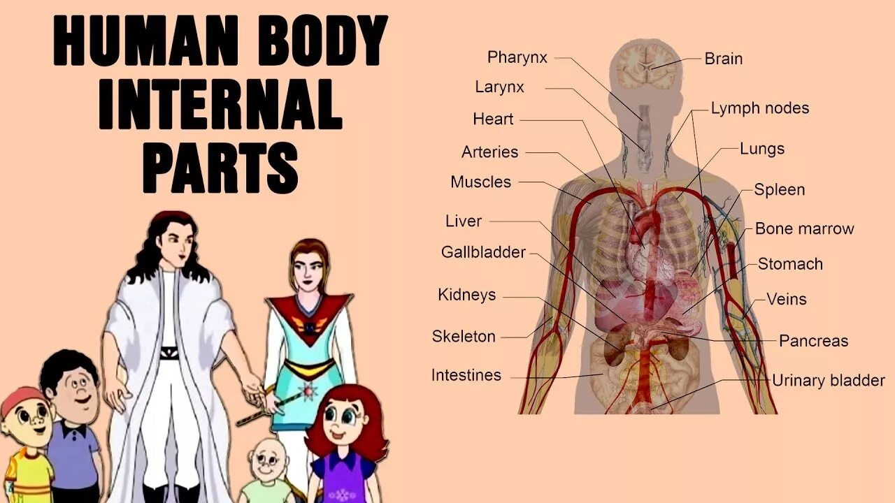 Internal parts. Human body Parts. Parts of the Human body and Internal Organs . На английском. Parts of the Human body and Internal Organs .фон для презентации. Internal Organs of the Human body for Kids.