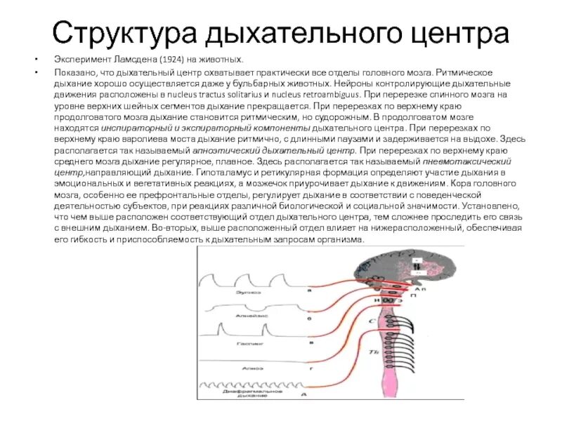 Структура бульбарного дыхательного центра. Инспираторные Нейроны бульбарного отдела дыхательного центра. Экспираторный отдел дыхательного центра. Строение дыхательного центра.