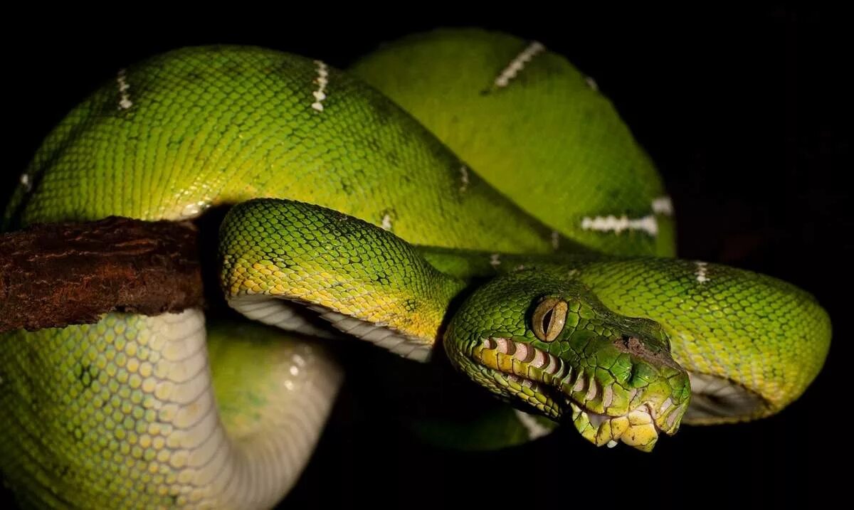 Удаву 110. Corallus caninus. Собакоголовый удав. Амазонский собакоголовый удав. Собакоголовый питон.