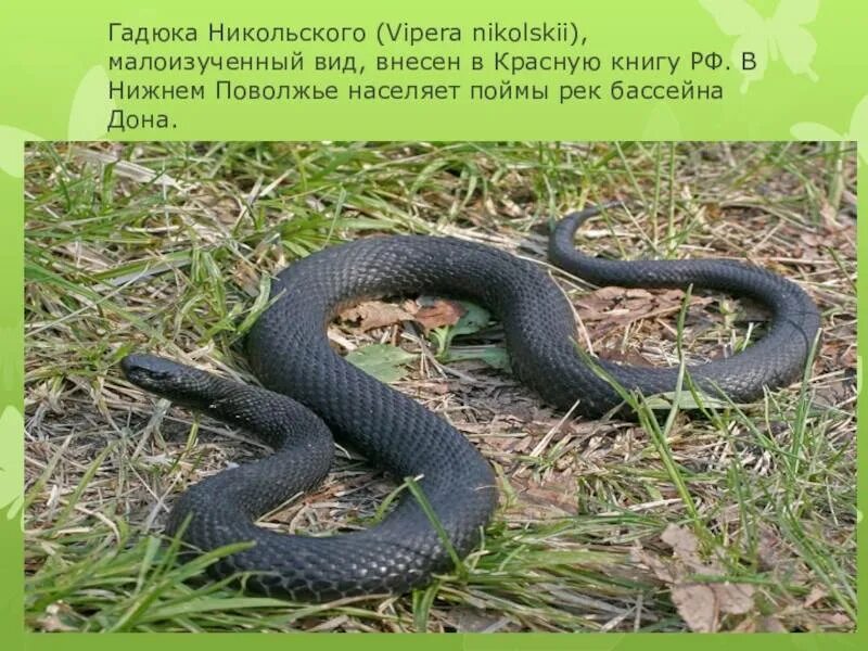 Змея гадюка описание. Гадюка Никольского (Vipera nikolskii). Гадюка Никольского красная книга. Гадюка Никольского в Волгоградской области. Змея гадюка Никольского.