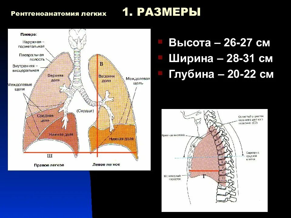 Сколько см легкие