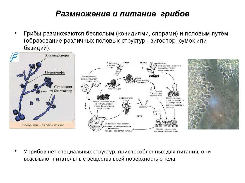 Классификация размножения. Классификация размножения