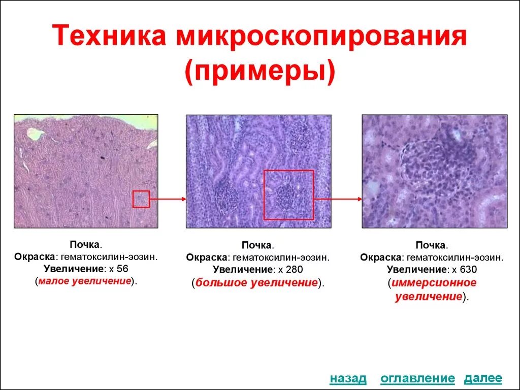 Для чего нужна гистология