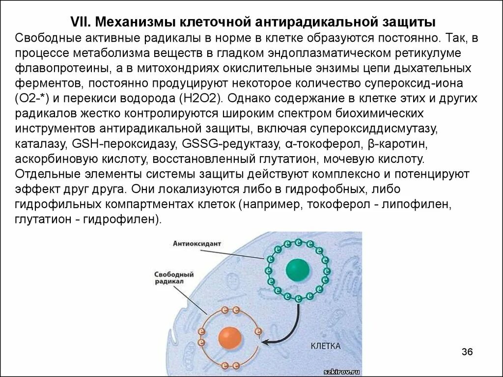 Защитить свободно. Защитные системы клетки. Клеточные механизмы защиты. Клеточные системы антиоксидантной защиты. Механизмы токсической защиты.