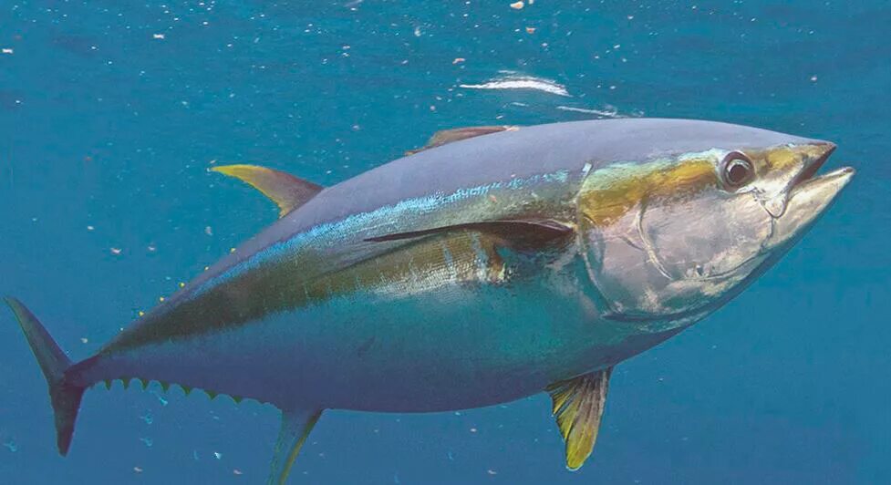 Тунец. Тунец скумбриевидный. Большеглазый тунец. Тихоокеанский тунец. Тунец макрель.
