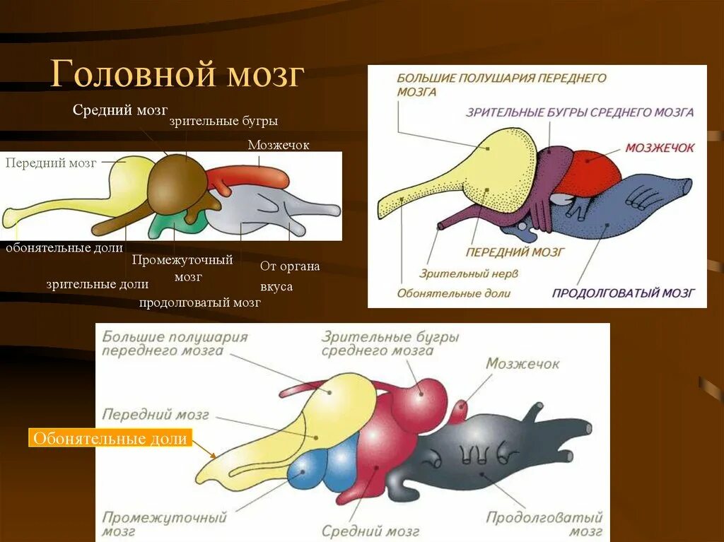 Передний мозг рептилий. Мозг пресмыкающихся. Головной мозг пресмыкающегося. Головной мозг пресмыкающихся. Строение мозга рептилий.