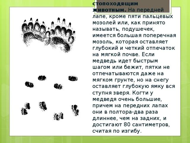 Песня иду по следу. След животного 5 пальцев. Следы лесных животных. Звериный след с пятью пальцами. След стопоходящих животных.