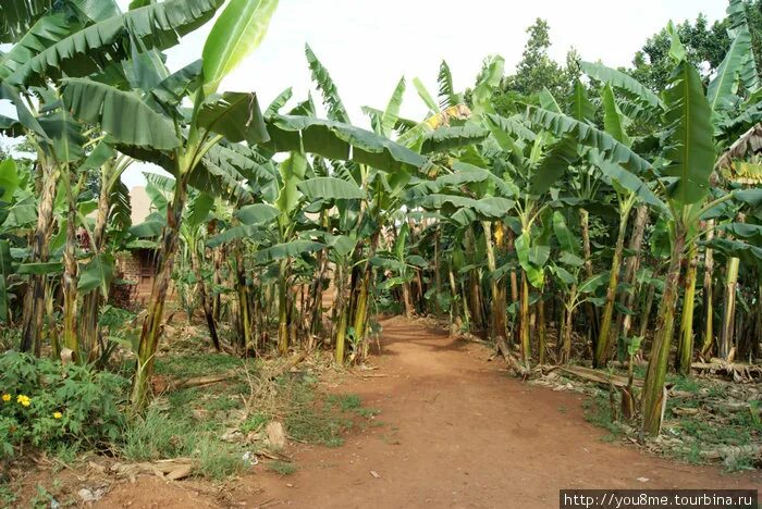 Банановая роща батуми. Musa acuminata. Банановая роща. Банановая роща. Южная суматра банановые плантации.