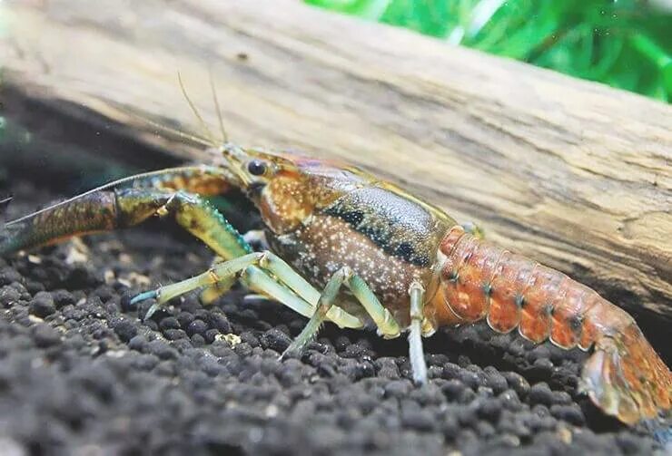 Кубинский рак. Аквариумные мраморные рачки. Cambarellus texanus. Аквариумные ракообразные. Рачки в аквариуме.