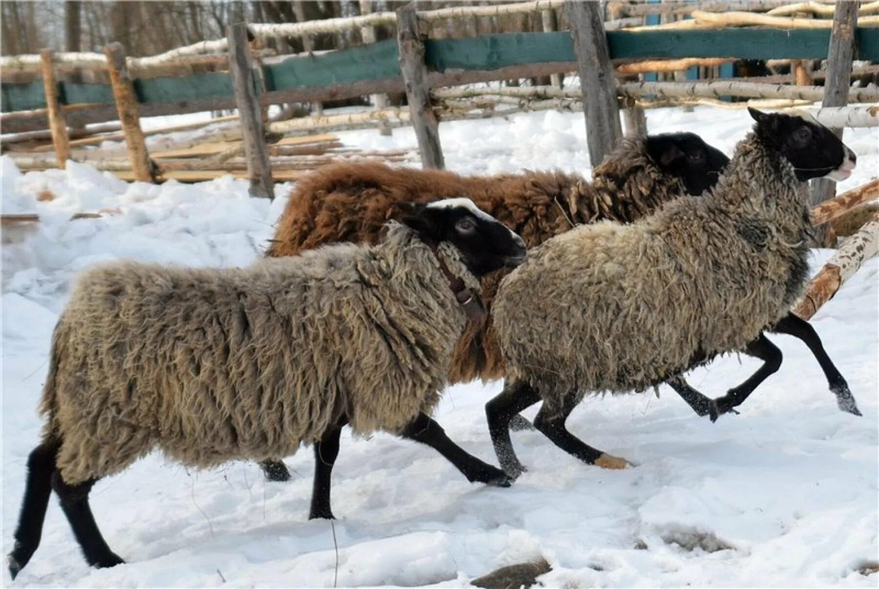 Овцеводство Романовская порода. Романовская порода породы овец. Романовская овца баран.