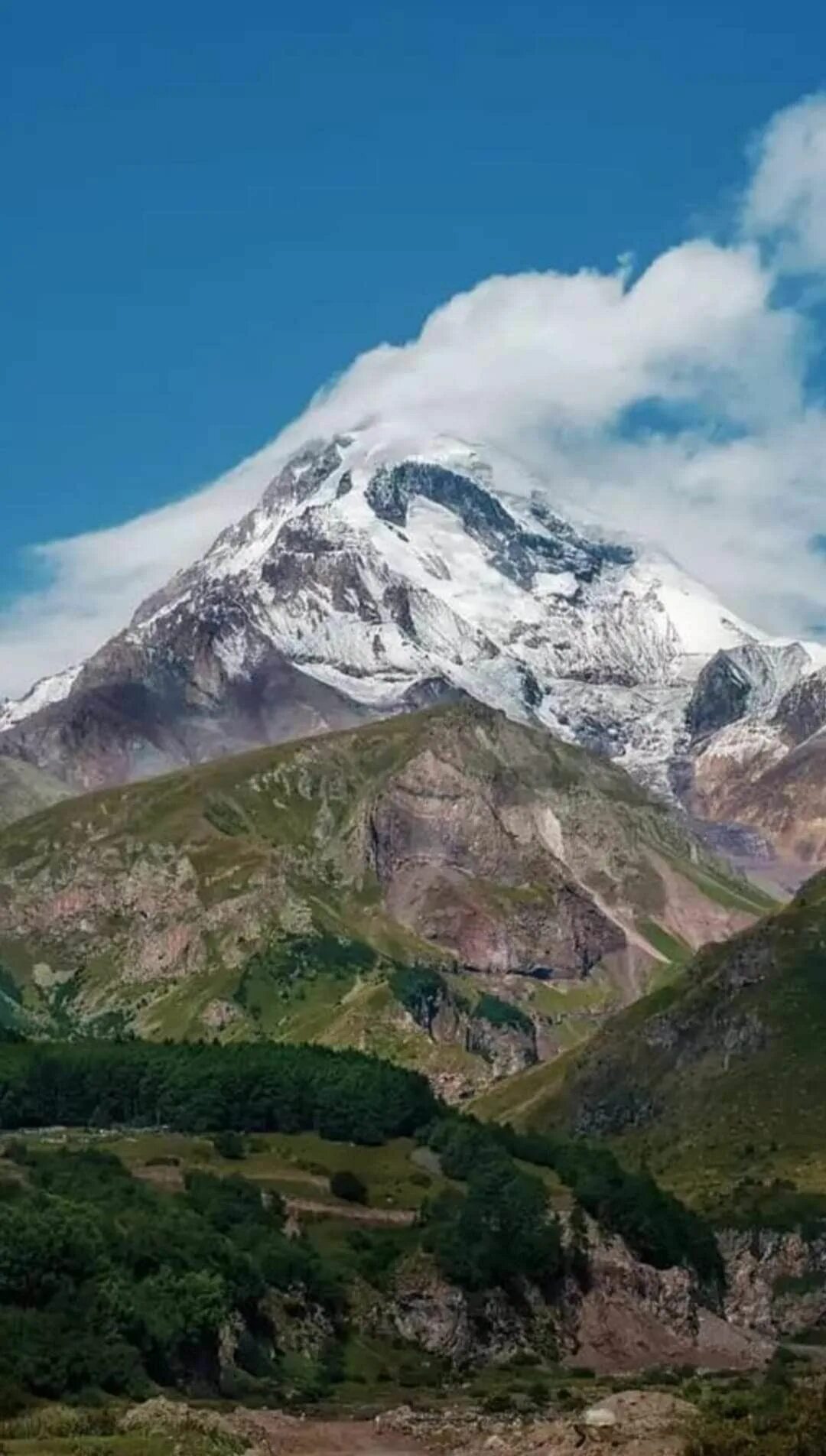 Кавказская овчарка. Аборигенная кавказская овчарка. Кавказский заповедник шапошникова. Кавказский биосферный заповедник адыгея. Кавказская овчарка 100 кг.