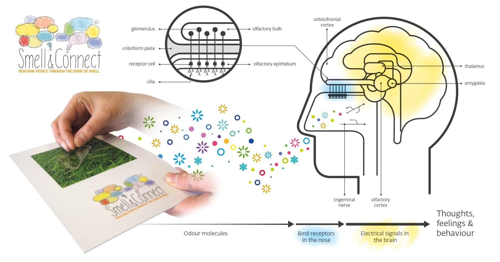 Brain sense. Official smell. Th smell logo. Determination of smell Sensory System significance in Genesis of taste Sensation. Behavior thoughts feelings.