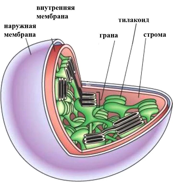 Хлоропласт двумембранный. Органоиды клетки. Пластиды. Содержит органоиды клетки. Органоиды живой клетки.