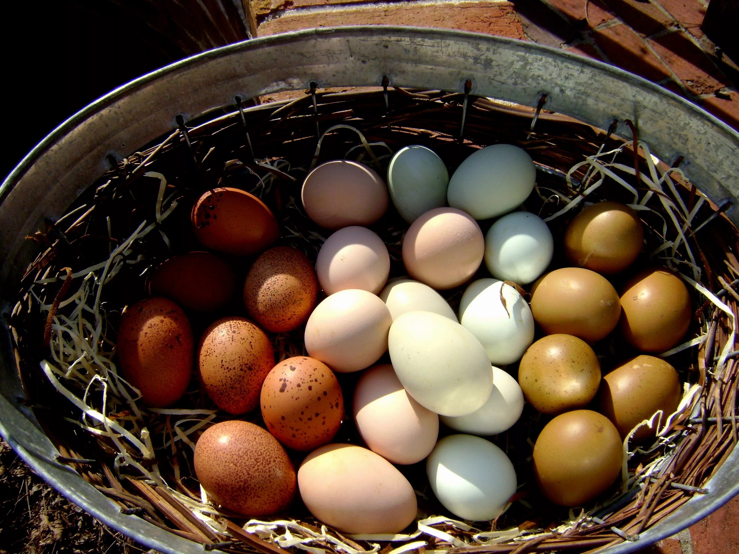 Какого цвета яйца птиц. Куры вельзумер яйца. Маран куры яйца. Курица с яйцами. Разноцветные птичьи яйца.