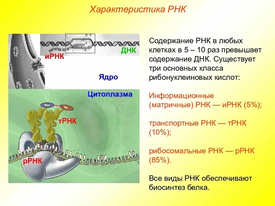 Рнк содержащий. Рибосомальная рнк характеристика. содержание рнк в клетке. ирнк характеристика. содержание в клетке днк.