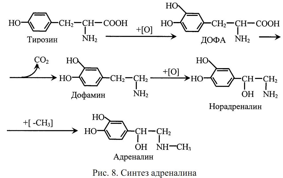 Адреналин образуется. Схема синтеза адреналина. Синтез адреналина биохимия. Реакция образования норадреналина. Синтез норадреналина из тирозина.