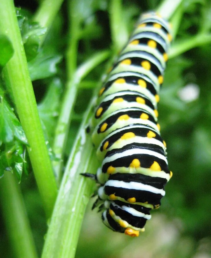 Черно желтая гусеница. Гусеница black swallowtail. swallowtail гусеница. black caterpillar гусеница. black caterpillar чёрная гусеница.