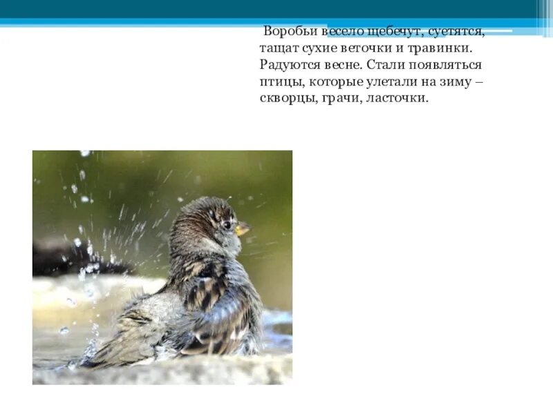 Словно ласточка щебечет ловко. Презентация по приметам весны. Радостно щебечут. Щебечат или щебечут. Стих о чем щебечут птицы.