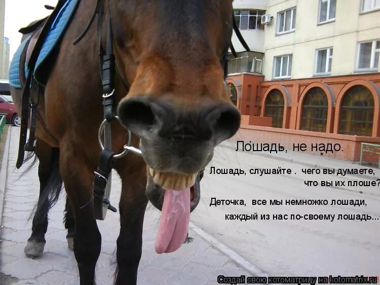 шутки про принца на белом коне. кобыла теперь конечно. бред сивой кобылы. веселая лошадь. еда для лошадей.