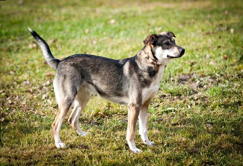 Молоденькие с животным. Собака черри aramis ladies favorite. Юные собаками. Юная с собакой. Юные собаками.