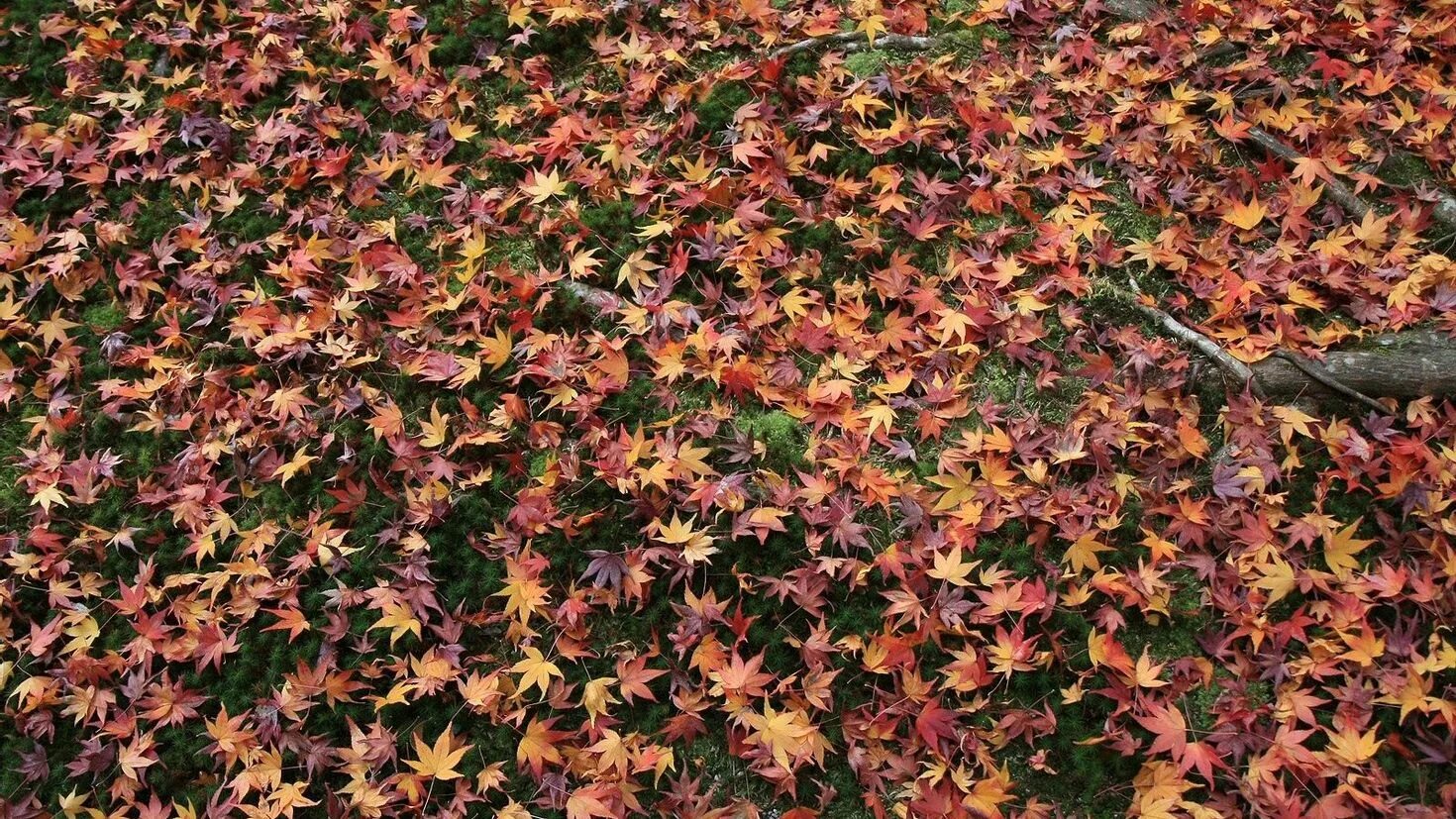 Опавшая листва. Мелкие листья осень. Опавшие листья. Текстура опавших листьев. Падают листья и устилают землю