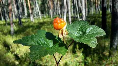 Морошка лайф тульская