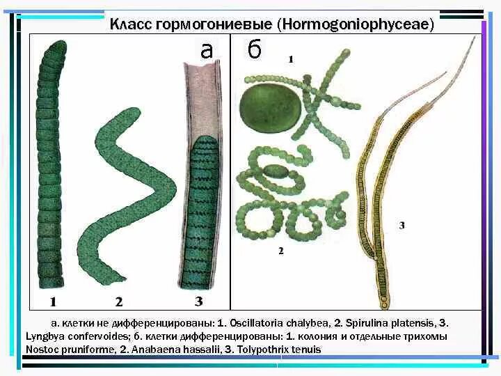 Водоросли дифференцированных клеток. Цианобактерии осциллатория. Осциллатория водоросли. Лингбия водоросль. Трихом цианобактерии.