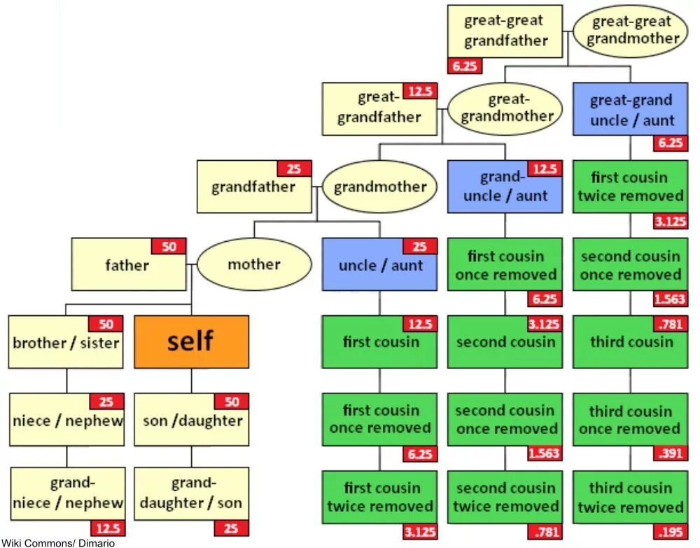 Четвероюродный. The cousins. Кузен на английском. First cousin once removed. Что значит cousin once removed.