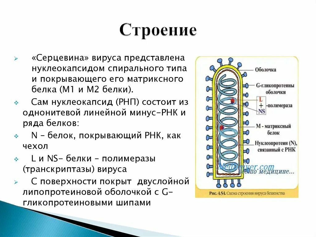 Бешенство характеристика возбудителя. Бешенство во внешней среде живет. Бешенство во внешней среде живет. Бешенство во внешней среде живет. Бешенство во внешней среде живет.