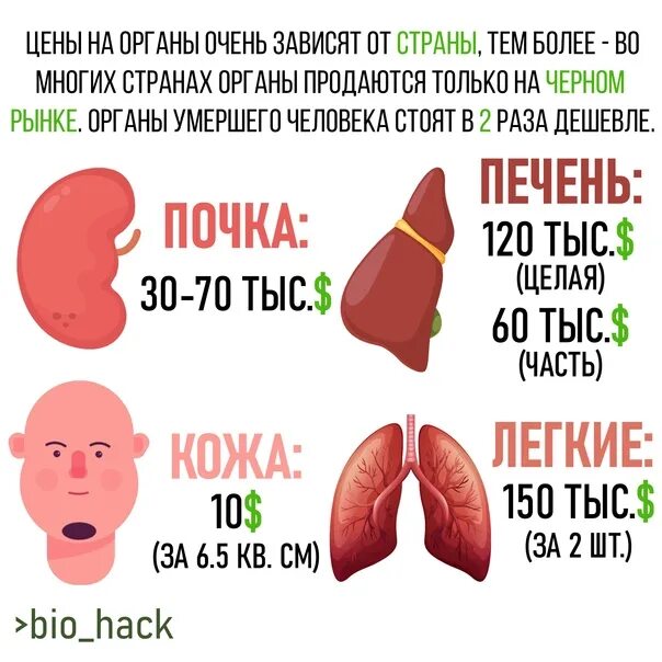 Мужской донор. Стоимость органов человека. Расценки органов человека. Стоимость человеческих органов на черном рынке. Расценки человеческих органов на черном рынке.