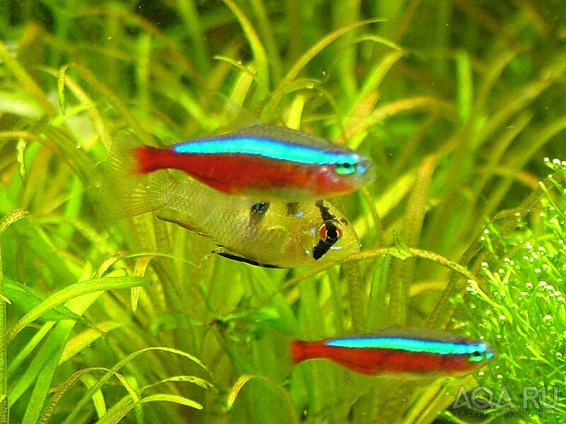 беременная рыбка неон. беременный неон. аэромоноз у неона. беременная рыбка неон. черный неон.