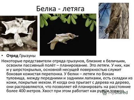 Белка летяга доклад 4 класс окружающий мир