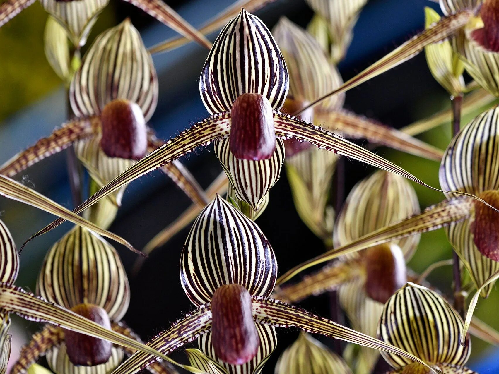 Орхидея Пафиопедилум Ротшильда. Орхидея золото Кинабалу. Малазийская Золотая Орхидея. Башмачок Ротшильда Орхидея. Золото кинабалу