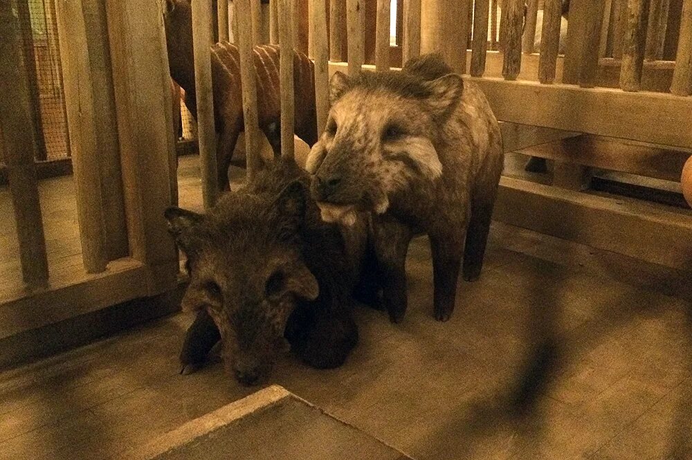 Сколько животных взяли на ковчег. Сколько животных взяли на ковчег