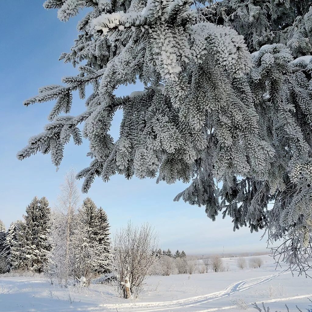 Кругом лежит пушистый снег. Зимний лес в инее. Пушистая зима. Пушистый снег. Пушистый зимний лес.