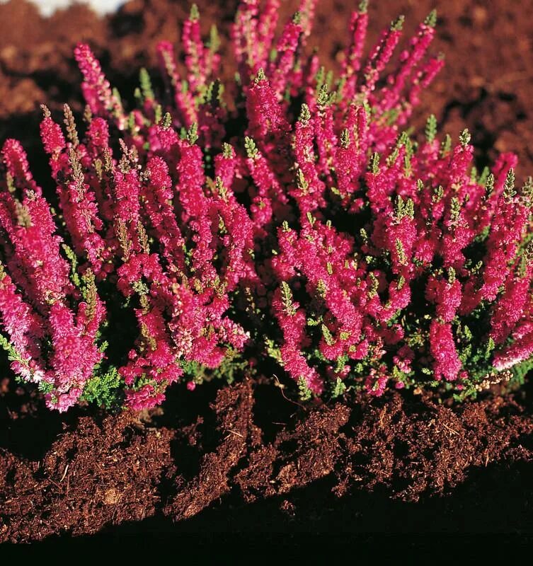 Вереск Calluna vulgaris. Calluna vulgaris Dark Star. Вереск обыкновенный бадблюмерс. Вереск обыкновенный Dark Star