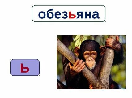 Слово обезьяна