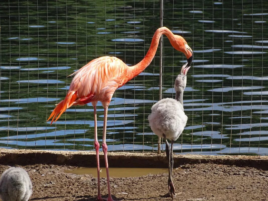 Как фламинго кормят своих птенцов. Птенец розового фламинго. Как фламинго кормят своих птенцов. Кормление птенцов фламинго. Кормление птенцов фламинго.