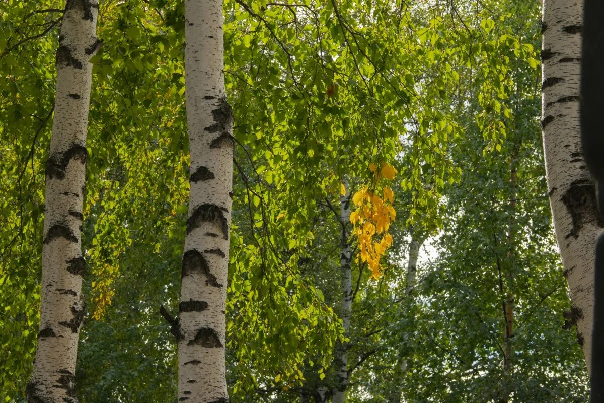 Береза дерево. Лиственные деревья береза. Betula ermanii. Natura bereza