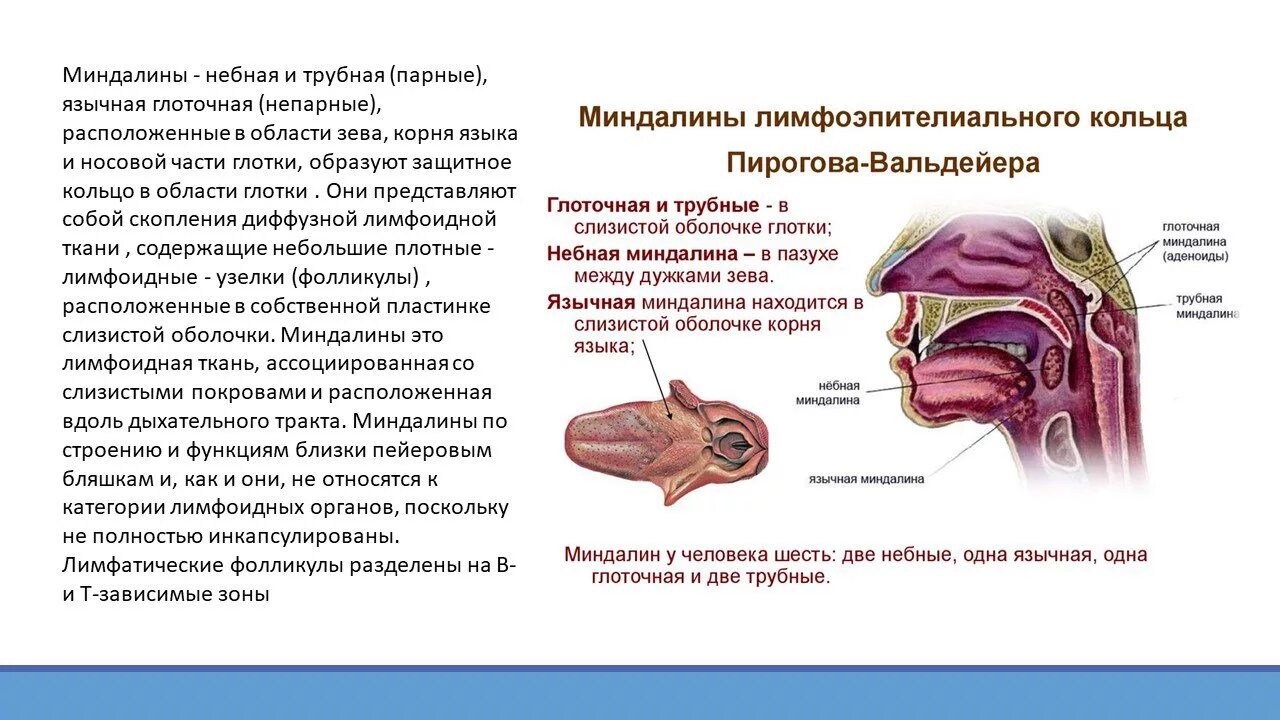 Глоток основной. Лимфоидная ткань слизистых оболочек функции. Лимфоидная ткань слизистых оболочек гистология. Лимфоидная ткань на миндалине. Язычная миндалина строение.