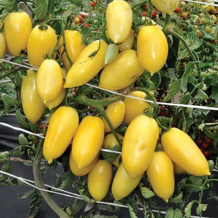 Томат сорт деликатес. Томат московский деликатес изумрудный. Томаты сорта деликатес. Томат засолочный деликатес. Томаты сорта деликатес.