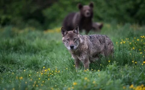Valeriya bear wolf