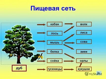 Древесина дятел пищевая цепь
