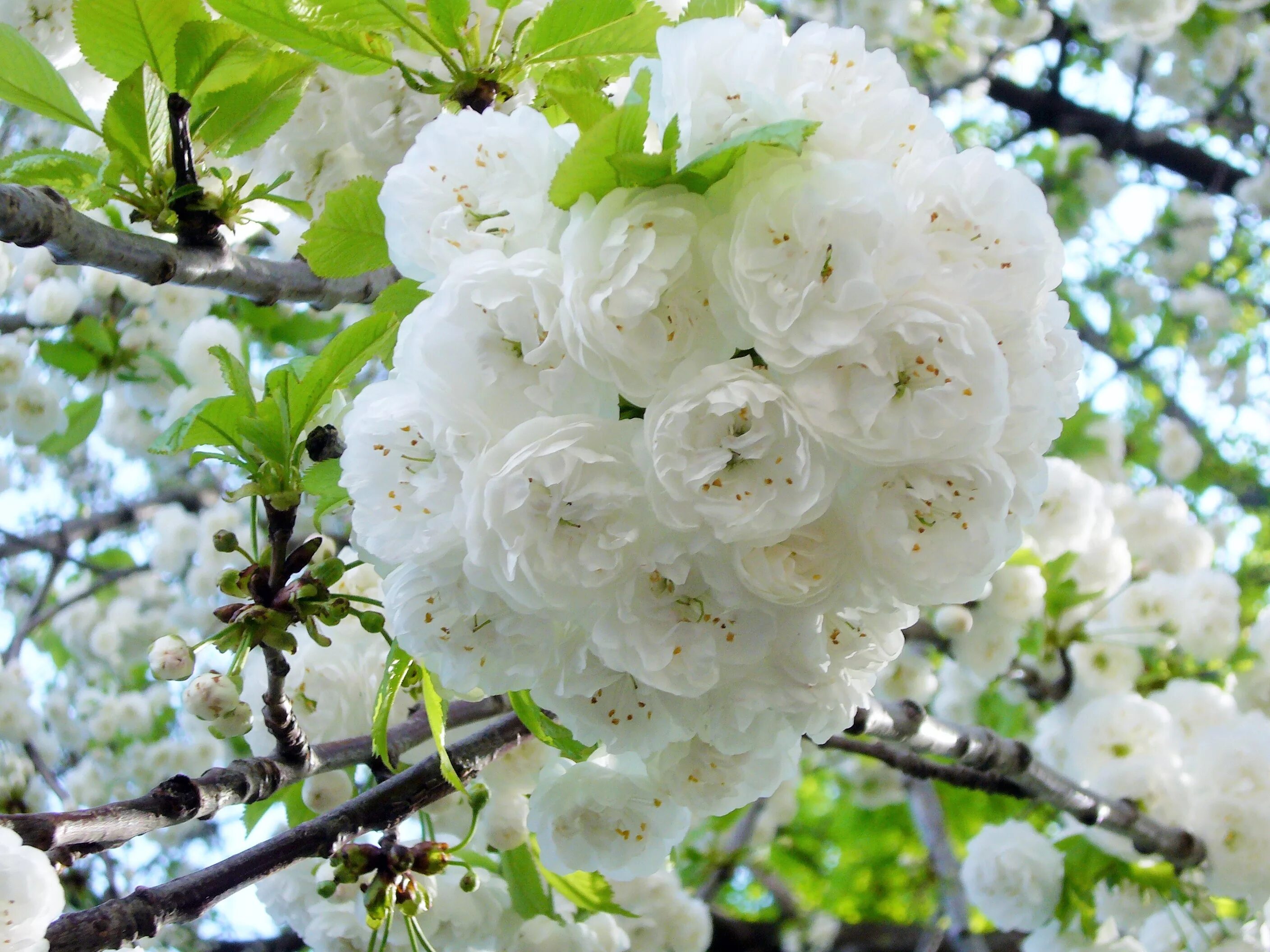Прунус блоссом розовый. Пион луис ван хотт. Таганрог цветение вишни. Пышное цветение цветов. Пион mandarin's coat.