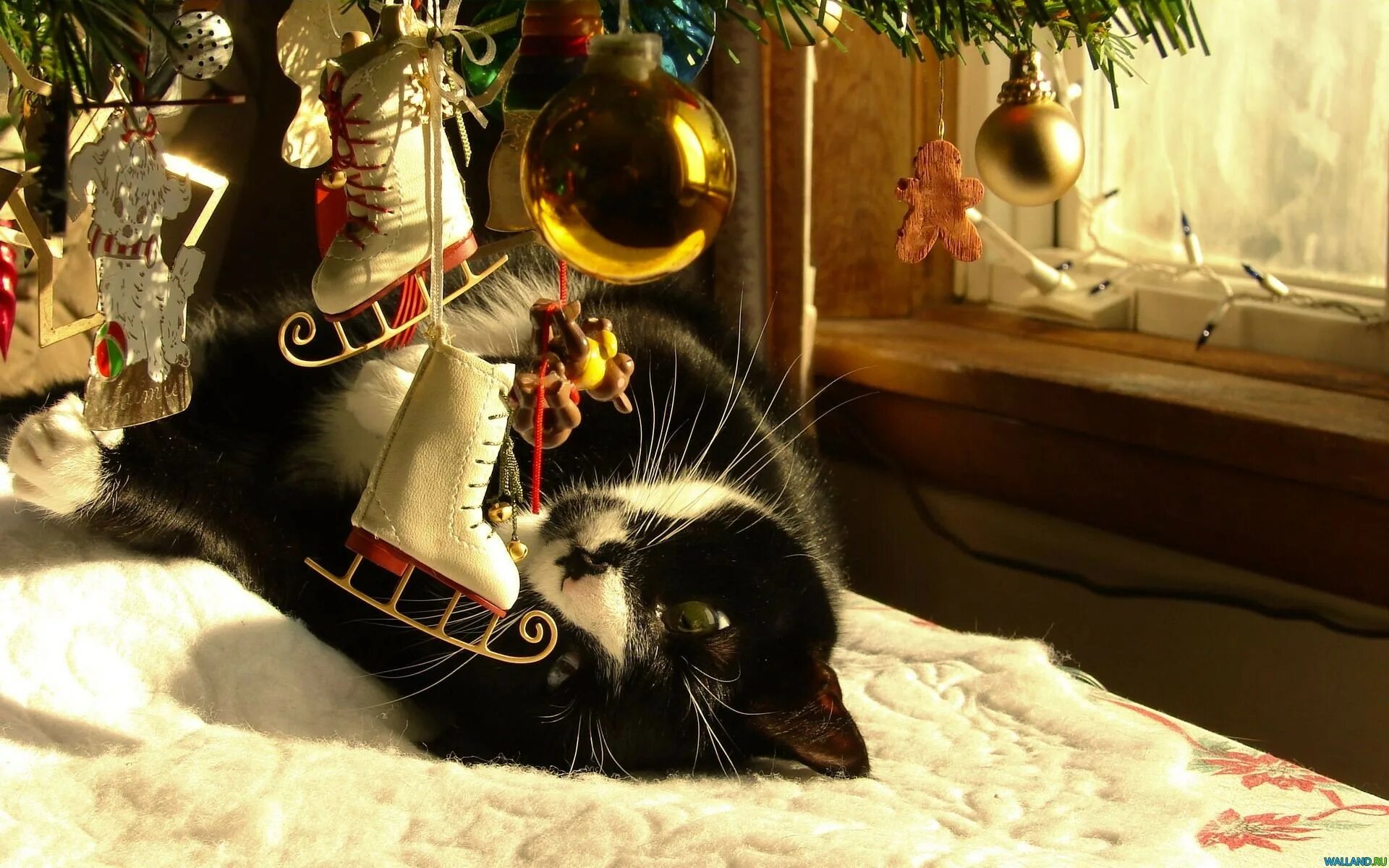 Все хорошо новый год. Новогодняя кошка. Новогодний котик. Кот и елка. Кот новый год.