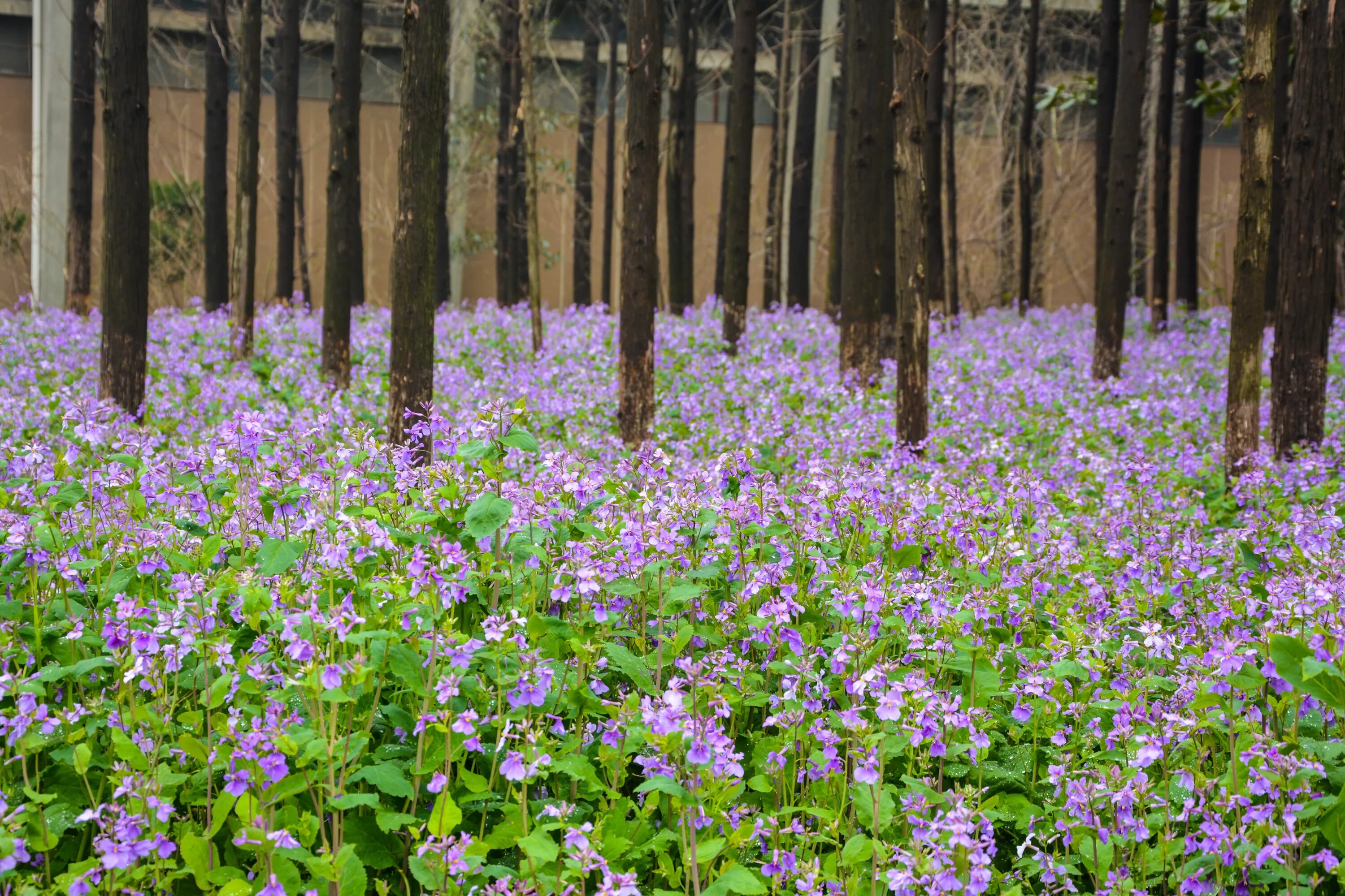Лесные травы. Лесной травник. Растения леса. Лесные цветы. Растение на л.