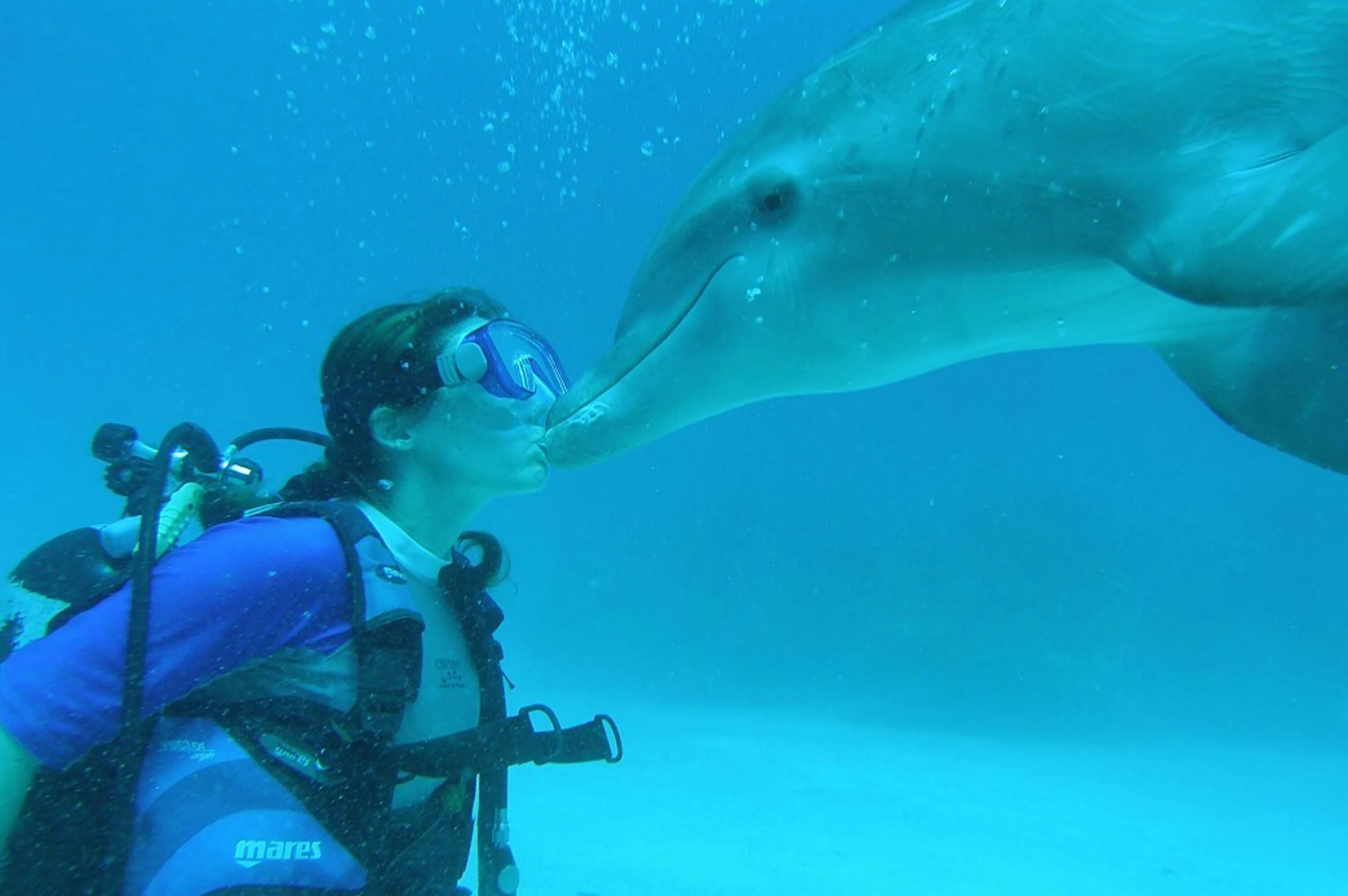 Животные и развлечения. Дайвинг с дельфинами. Дельфины и дайверы. Поплавать с дельфинами в океане. Ныряние дельфином.