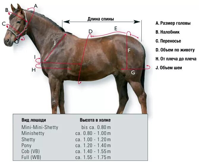 Как подобрать лошадь. Живая масса лошадей верховых пород. Замеры промеры лошадей. Размеры недоуздков для лошадей таблица. Размеры головы лошади для недоуздка.