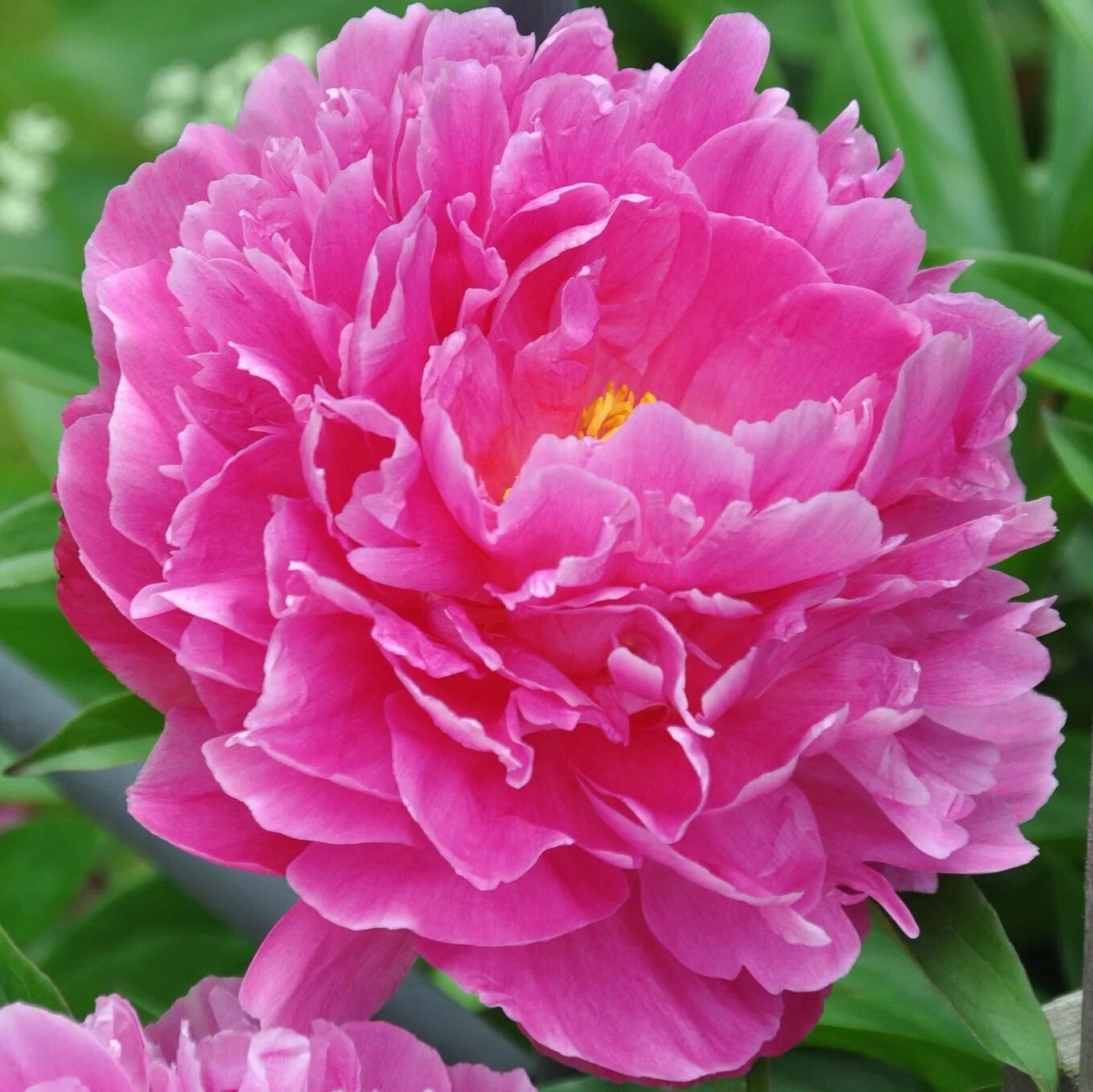 Пион молочноцветковый лондон. Пион патио мадрид. Пион банкер хилл. Пион patio peony rome. Пион молочноцветковый рим.