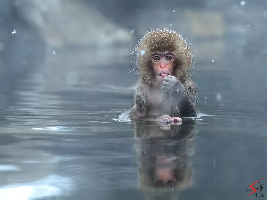 Обезьяна в теплой воде хоккей. Японские обезьяны. Обезьянка в воде. Обезьянки в термальных источниках. Японские обезьяны в воде.